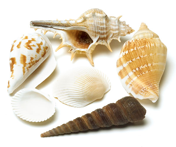 Decorative Natural Shells